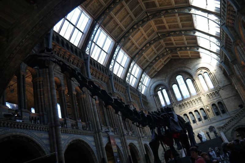 Diplodocus in the Natural History Museum