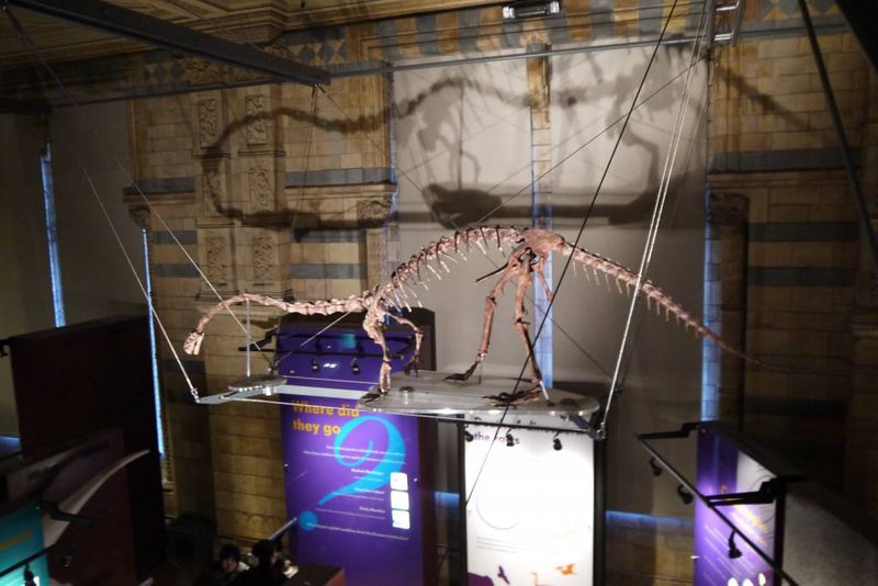 Diplodocus Skeleton at the Natural History Museum