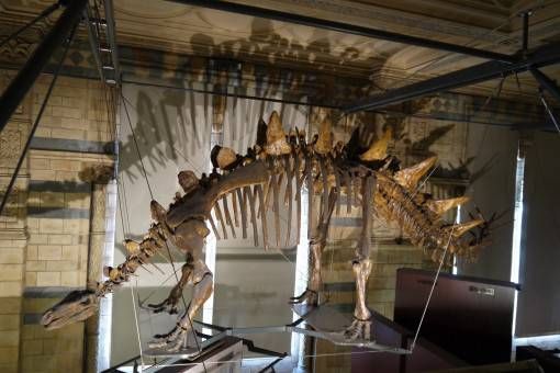 Stegosaurus Skeleton at the Natural History Museum