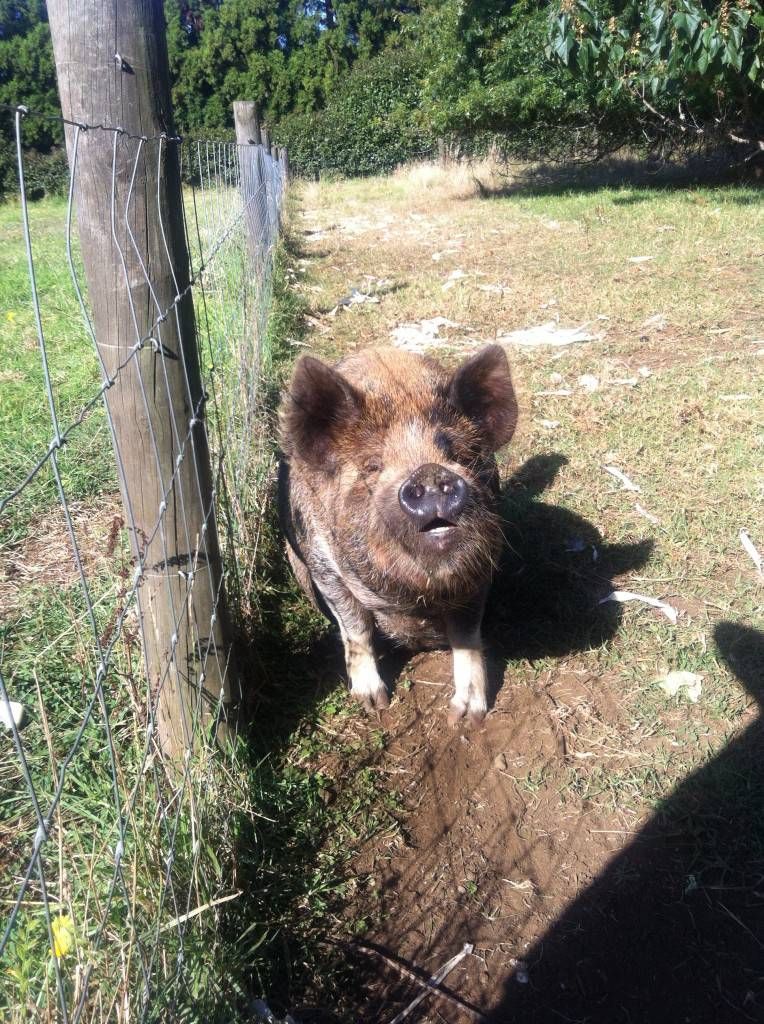 Kerikeri Farm Hostel's Pig
