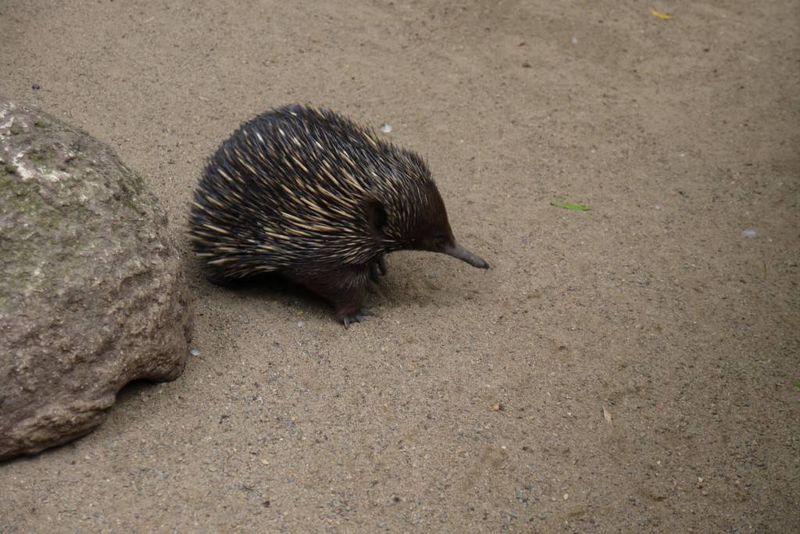 Echidna at Featherdale