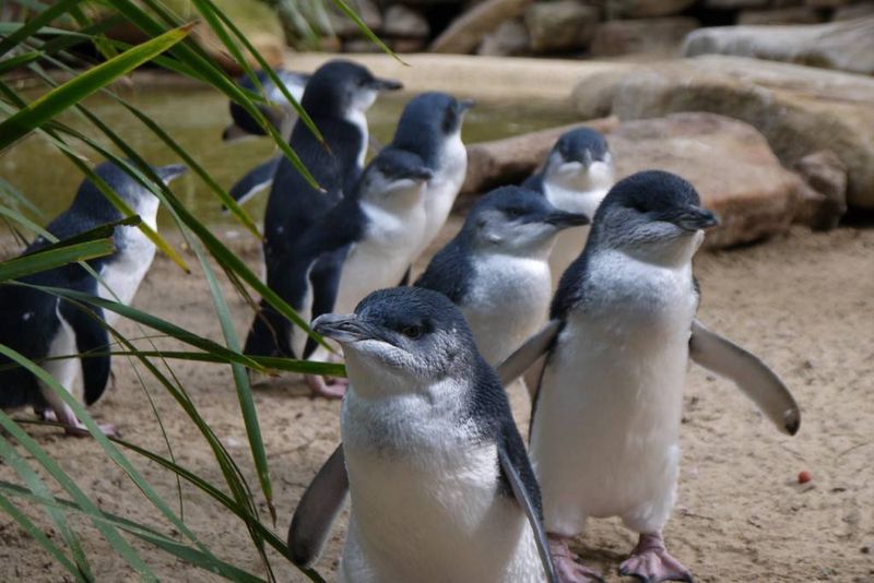 Little Penguins at Featherdale