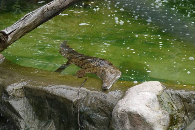 Crocodile at Lone Pine