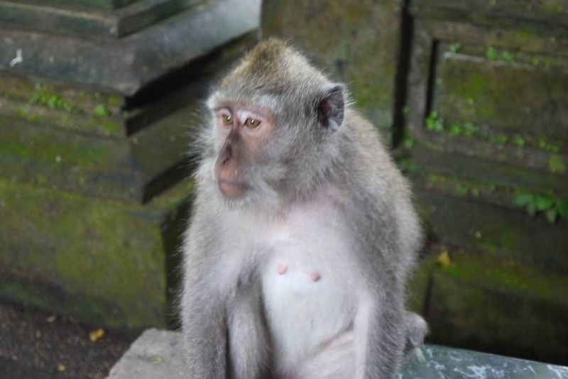 Visiting the Monkey Forest in Ubud