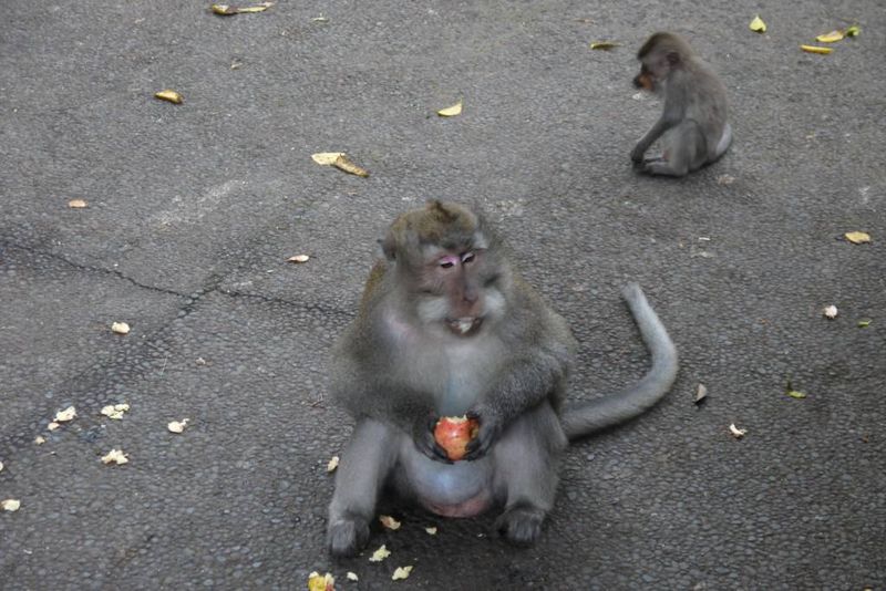 The Monkey Forest, Bali