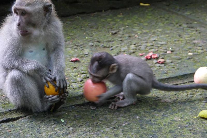 Monkeys Eating Fruit at the Monkey Forest