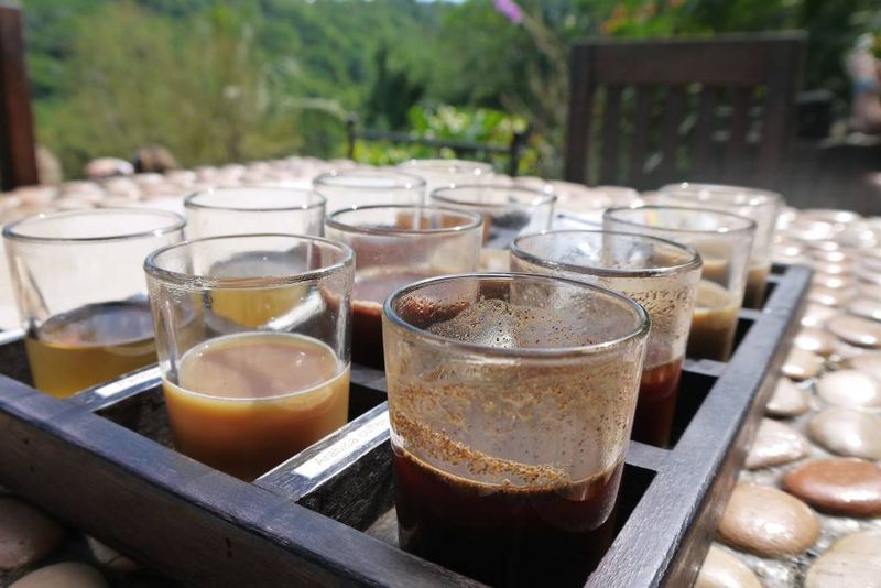 Tea and Coffee Samples at a Bali Plantation