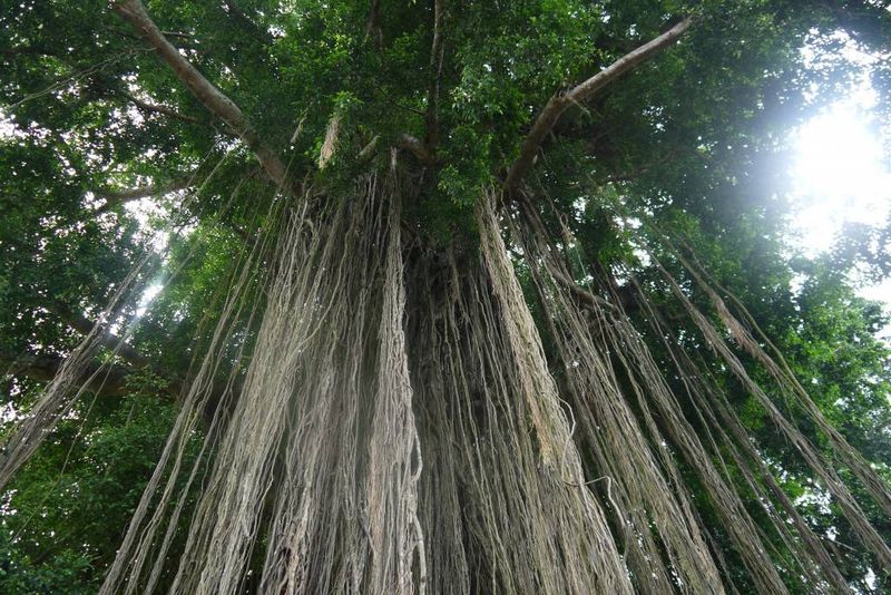 Banyan Tree in Bali