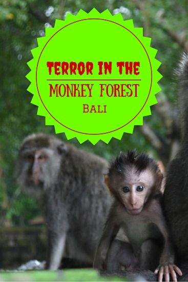 Terror in the Monkey Forest