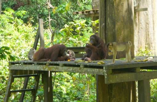 Orangutans at Sepilok Rehabilition Centre