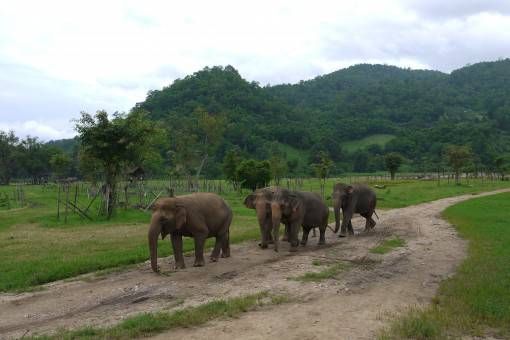 Elephants in Thailand at the Elephant Nature Park 