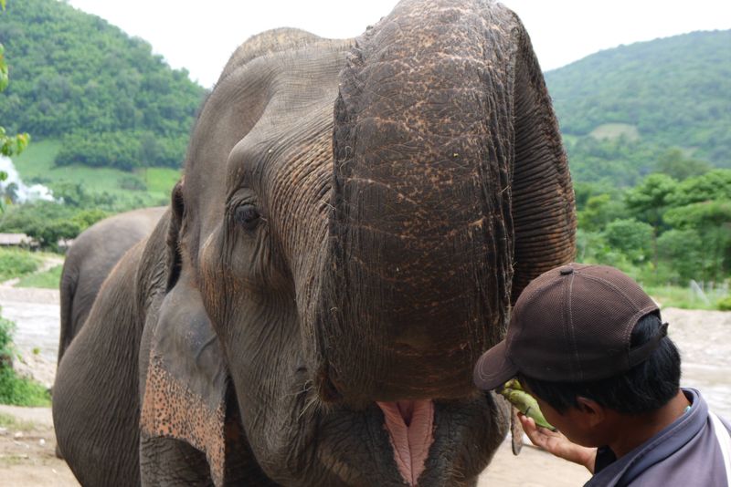 Feeding an Elephant at the Elephant Nature Park