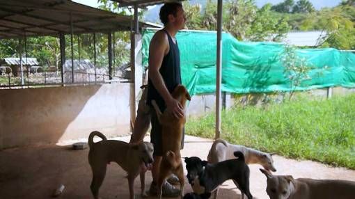 Andrew Socialising with Rescue Dogs at the Elephant Nature Park