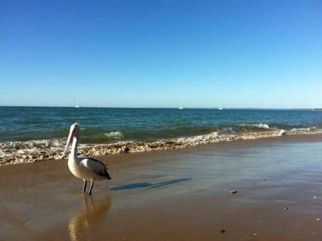 Pelican in Hervey Bay, Australia