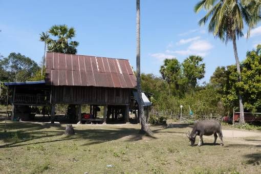 Buffalo on Don Det, Laos