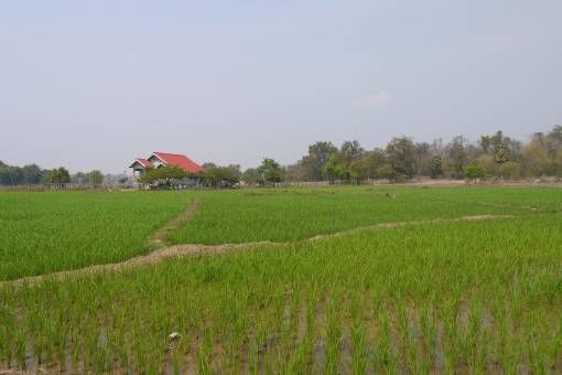 Rice Fields on Don Khong, Four Thousand Islands