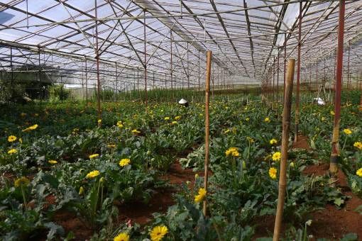Flower Farm in Dalat Vietnam