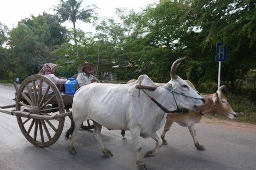 Bulls and Carts in Battambang. Cambodia