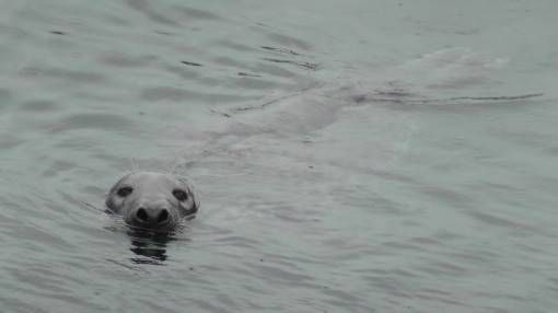 Seal in Malliag Harbour, Scotland