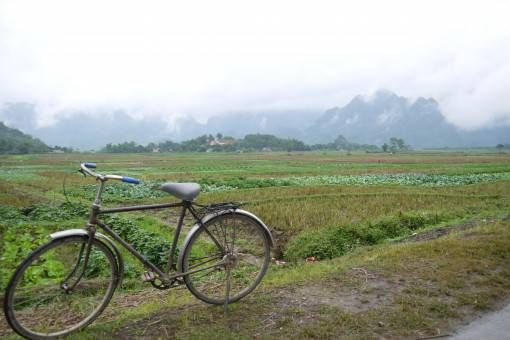 Bicycle and Rice Paddies in Vietnam 