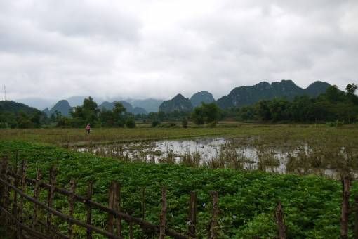 Fields in Northern Vietnam