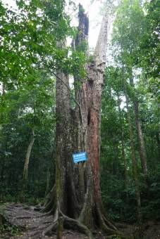 Thousand-year-old-tree at Cuc Phuong National Park