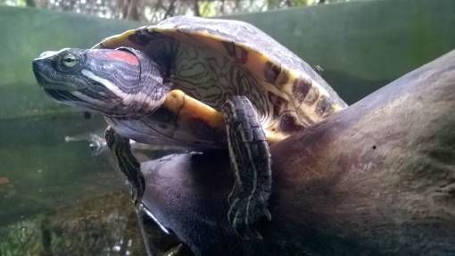 A Red-Eared Slider Turtle at the Turtle Conservation Centre