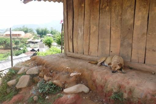Village dog sleeping in Sapa