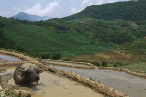 Buffalo wallowing in the Sapa rice terraces