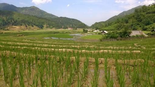 Rice shoots in Sapa, Vietnam