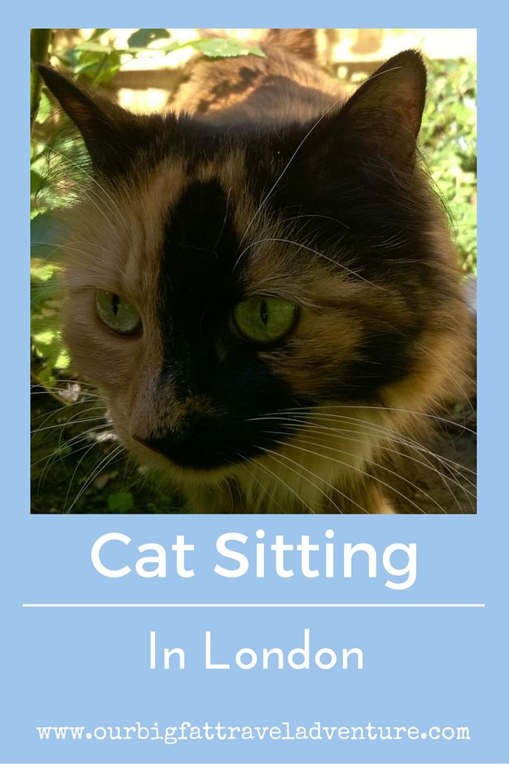 Cat Sitting in London, Pinterest