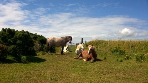 Horses on the coastal path Solva, Pembrokeshire