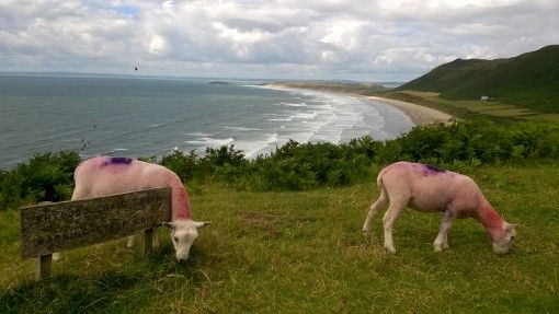 Grazing sheep overlooking Rhossili Bay, Wales