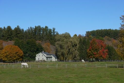 Horses and Fall Foliage at Billings Farm, Vermont