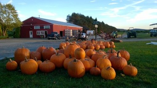 Pile of Pumpkins during fall