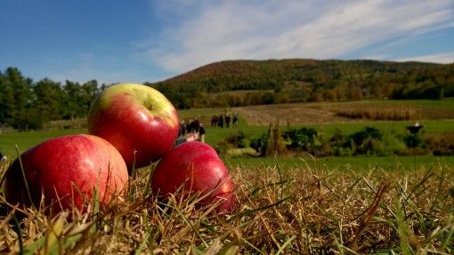 Apples at Billings Farm, Vermont