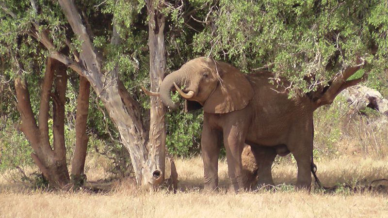 An elephant on our Kenyan Safari