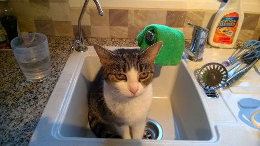 Buzz the cat sitting in the sink