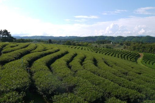 Tea Plantations in Mae Salong, northern Thailand 