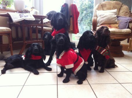 Dogs in Christmas outfits