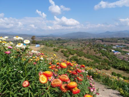 Lun Yai viewpoint in Pai Thailand, with wild flowers 
