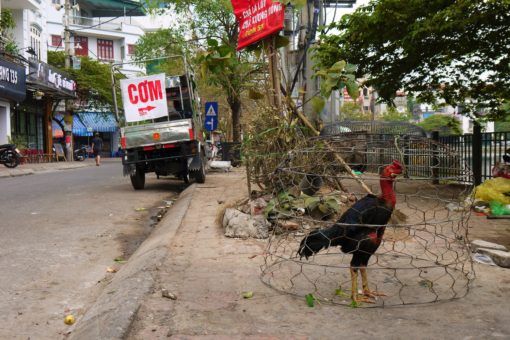 Caged rooster on the Hanoi streets - it's not this one's year
