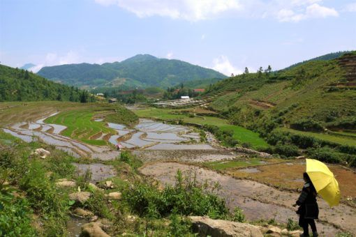 Sapa rice fields in the summer, Vietnam