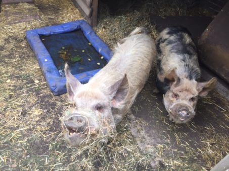 Snout and Crackling, pet pigs we looked after in London
