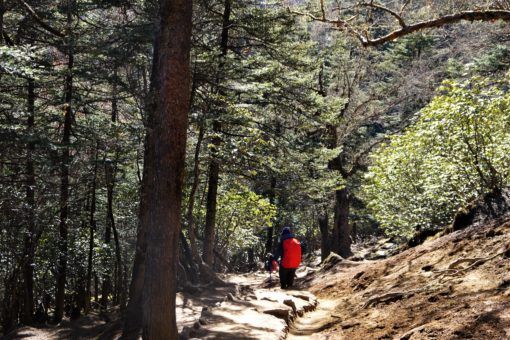 Trekking through the forest from Tengboche to Debuche