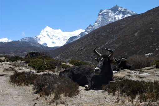 Yaks resting on our acclimatisation hike from Dingboche
