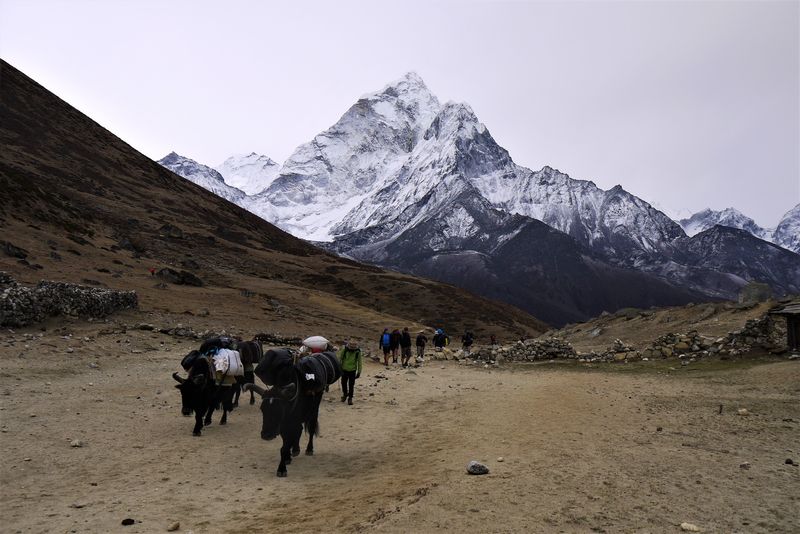 A caravan of yaks on the way to Dughla