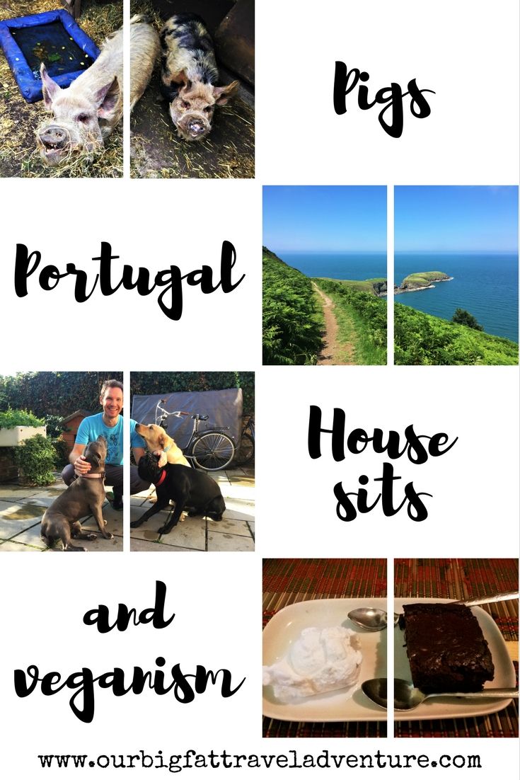 We're back in Europe for a few months looking for house sits, caring for pigs and transitioning to a vegan lifestyle - here's how it's going.