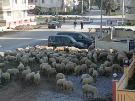 sheep on the road, local life in Didim, Turkey