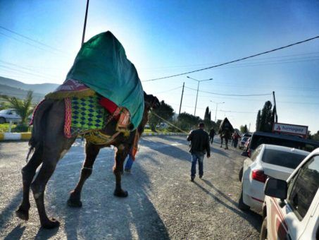 camel on Turkish roads